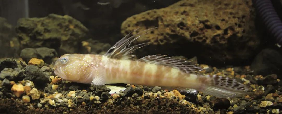 鱼类名称大全及图片淡水鱼有哪些