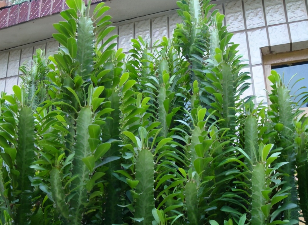 龙骨花什么季节修剪打顶合适，花娘说出了答案，修剪诀窍就在这里