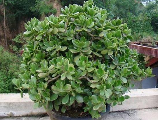 养盆金枝玉叶,剪两刀捆一下,自己长成"大树桩"!