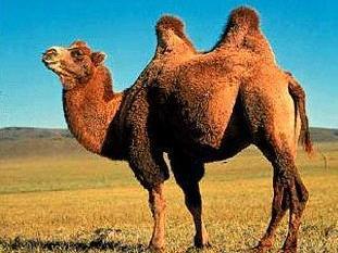 骆驼的英语(被称为“沙漠之舟”骆驼)