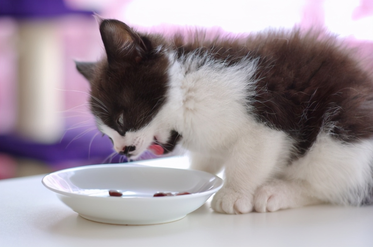 小猫喜欢吃什么（推荐6种食物猫咪很爱吃）