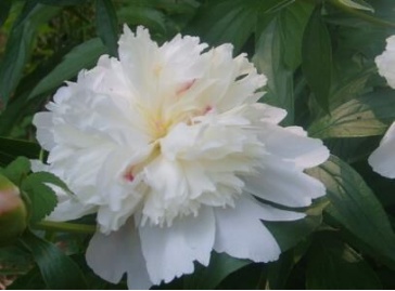 白芍種植,白芍種植技術及畝收益