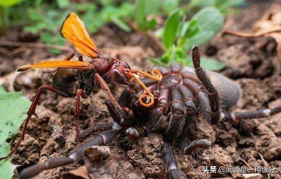 世界上最毒的十大昆虫:喜欢野外徒步的国人注意了！