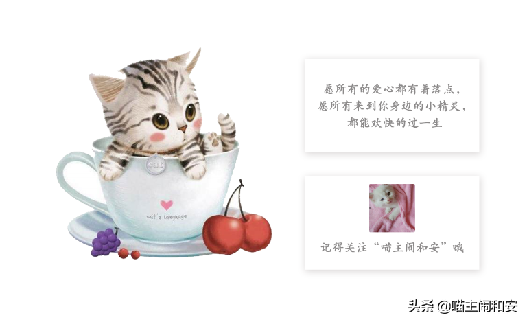 猫咪长时间鼻头苍白，及时检查，极有可能是贫血