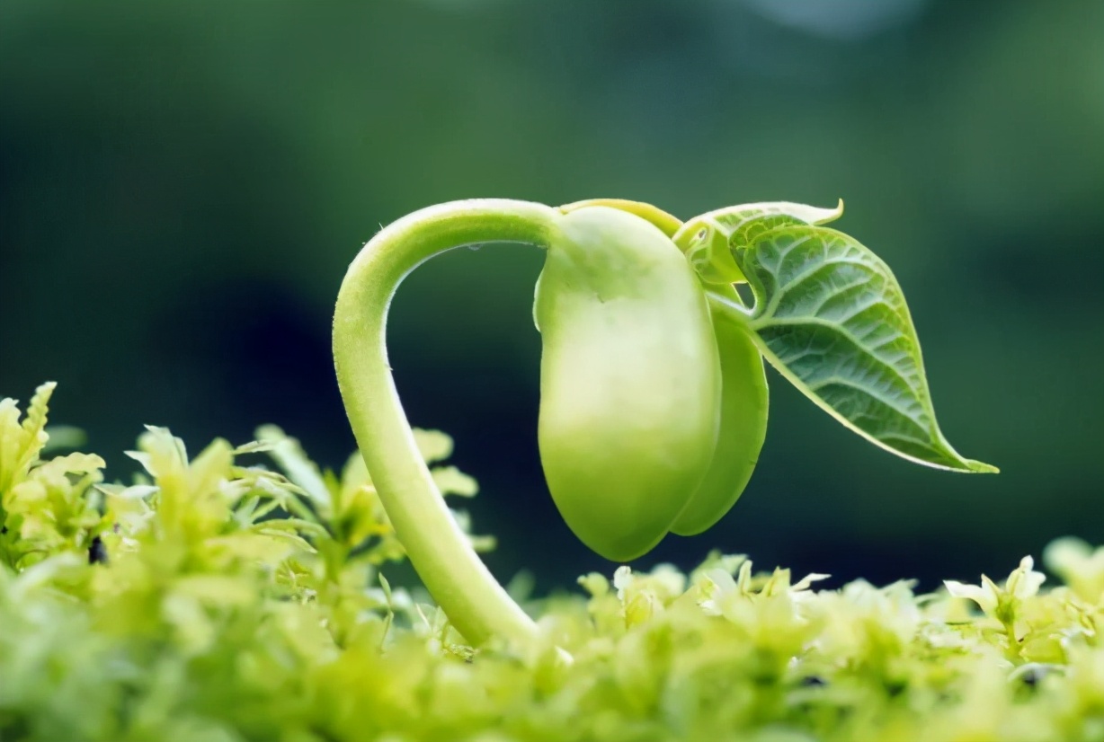 地球生命的起源来自哪里?科学家给出的解释,你可能想不到