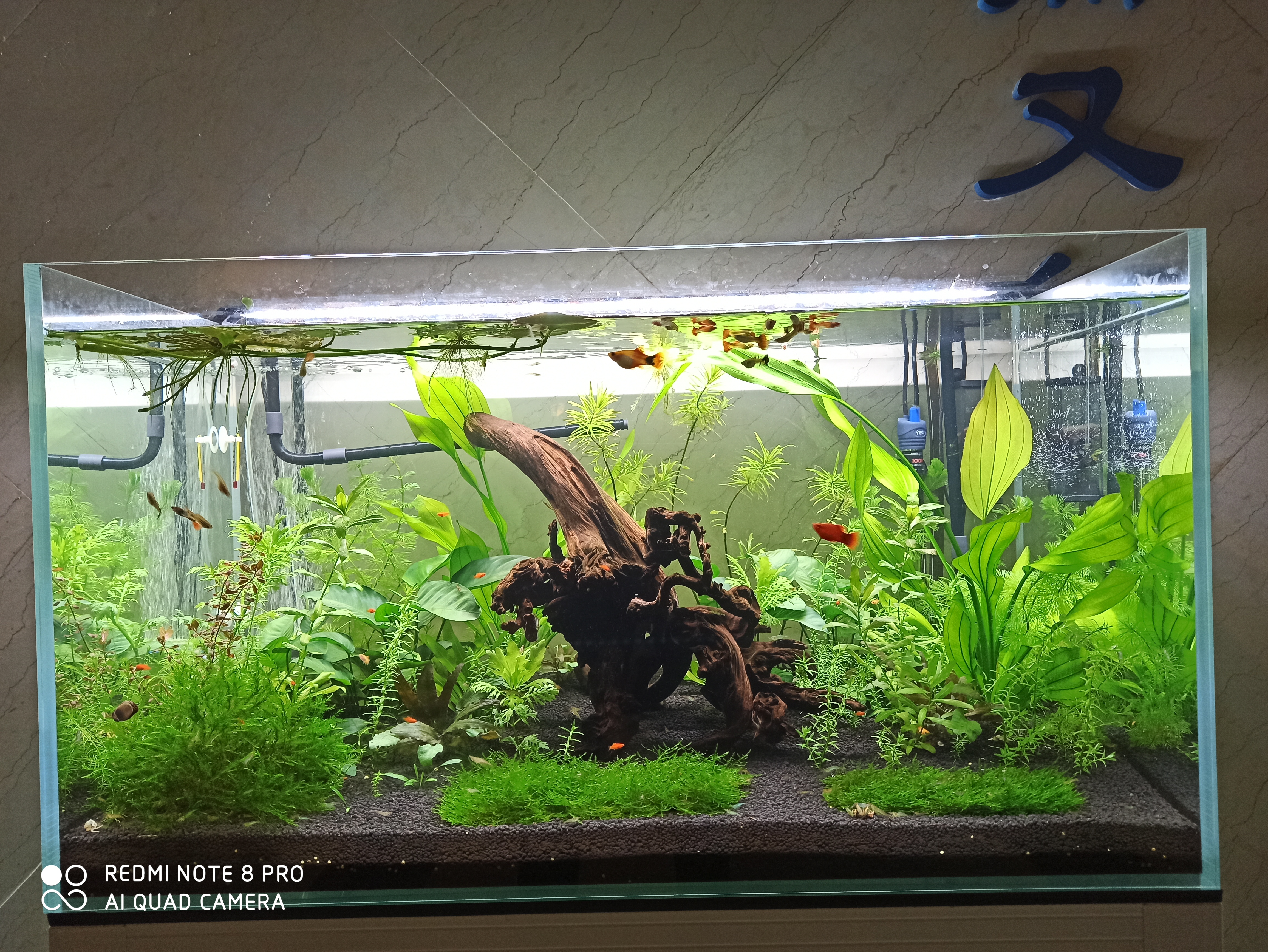 选对的鱼缸养漂亮的鱼