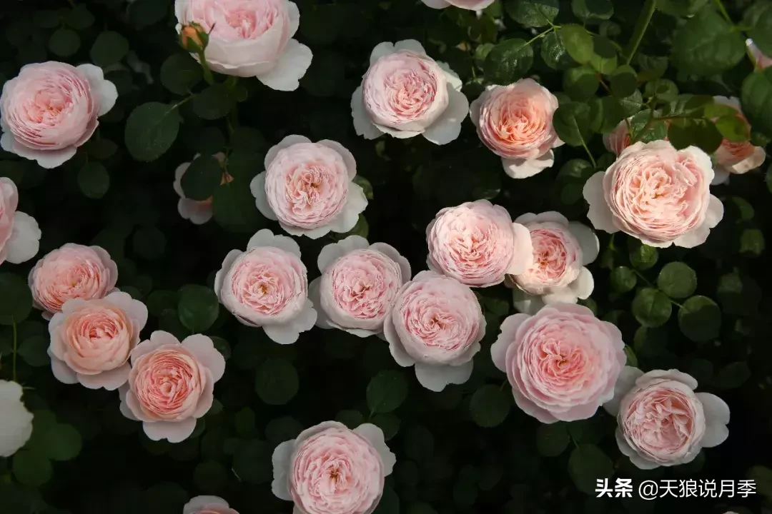 瑞典女王月季一年开几次花（瑞典女王的多年记录及讲解）