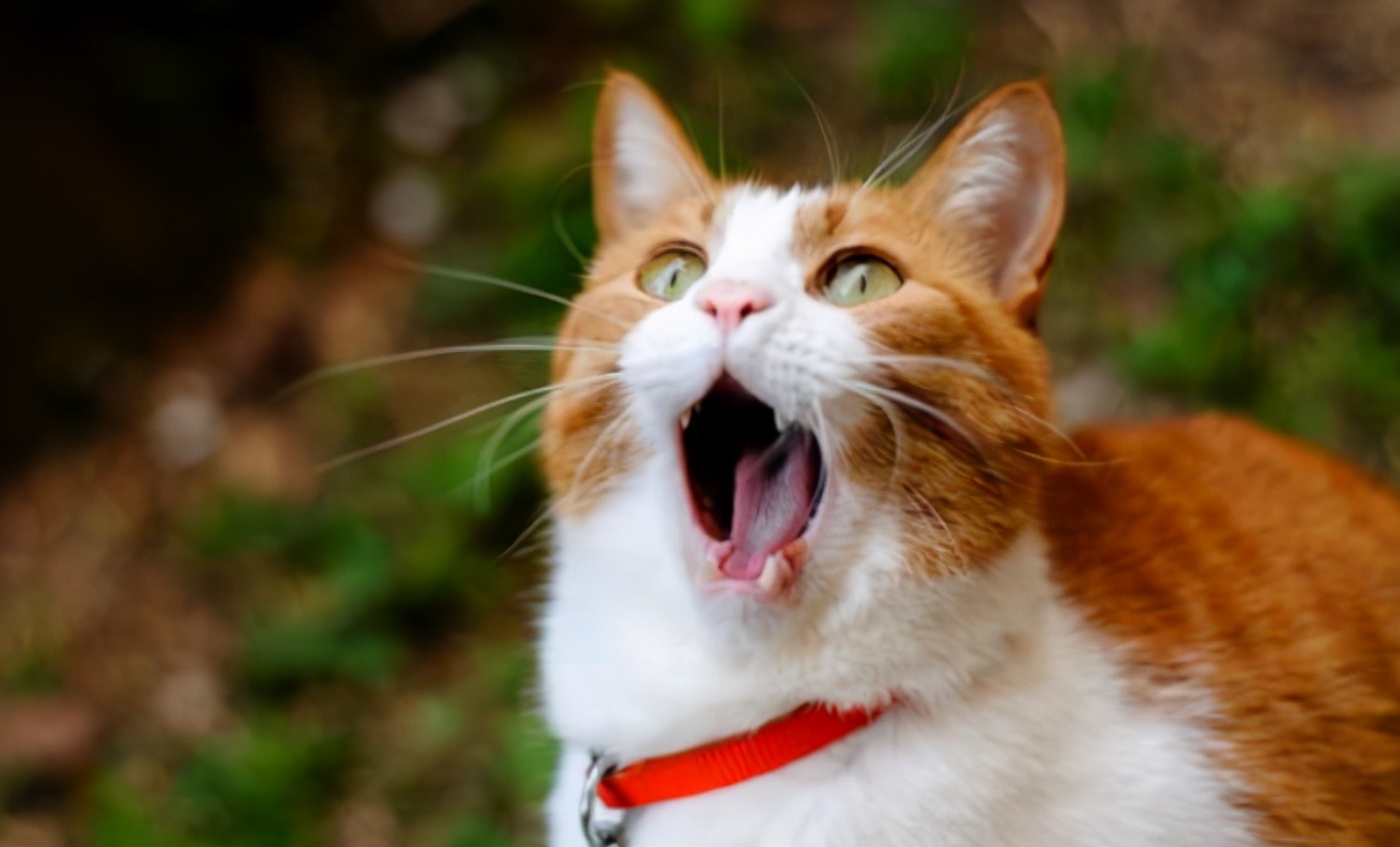 肚子里有“寄生虫”的猫，大多会有这些表现