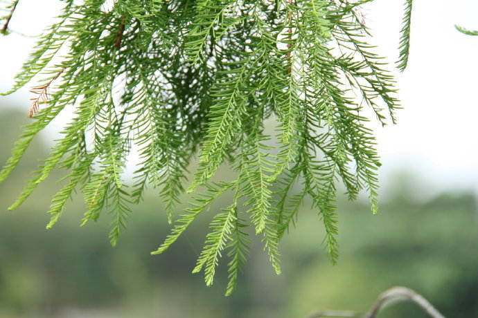 常见的10种裸子植物（常见的10种裸子植物及特征）-第25张图片-巴山号