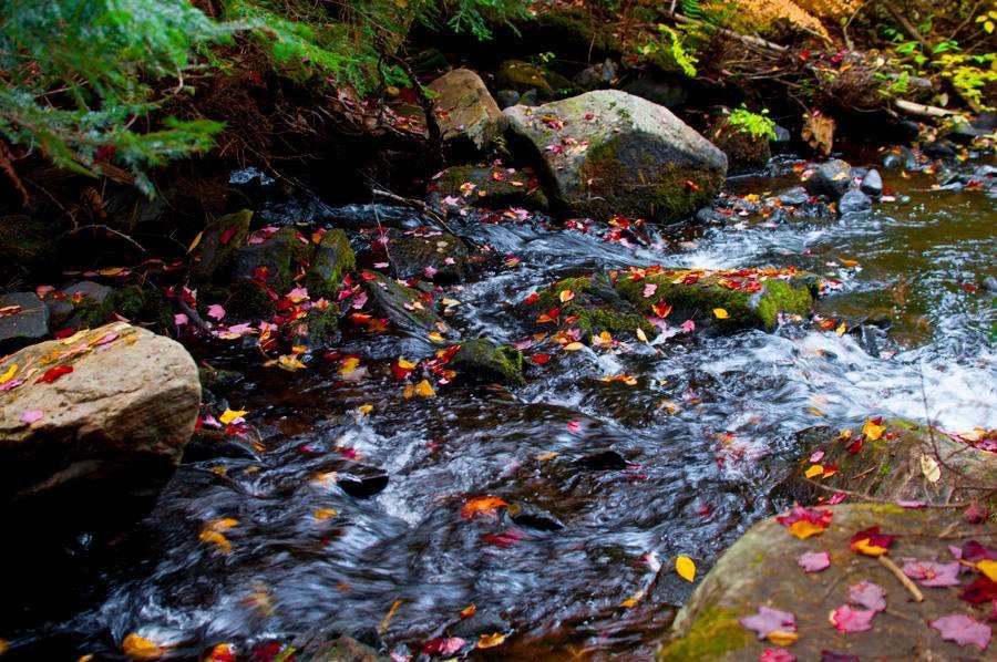 "落花有意,流水无情"大家都知道,但上句更经典,少有人知