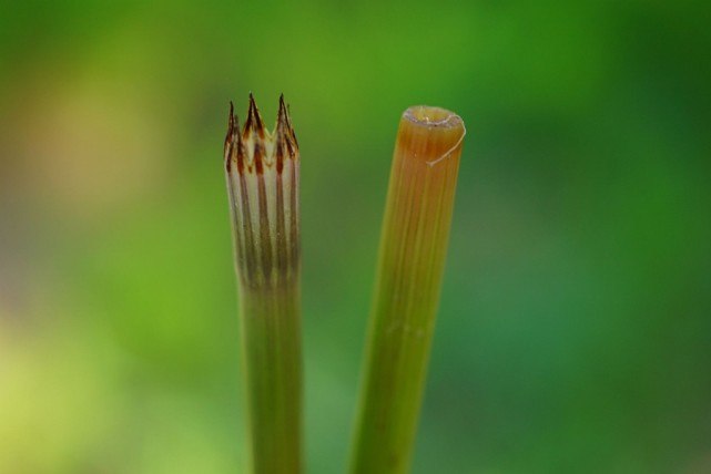 嫩芽是極品野菜,還能從土壤中吸收黃金,卻被農民稱作