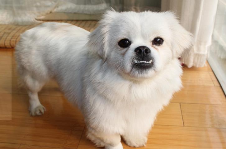 吉娃娃什么价位（吉娃娃犬的价格）