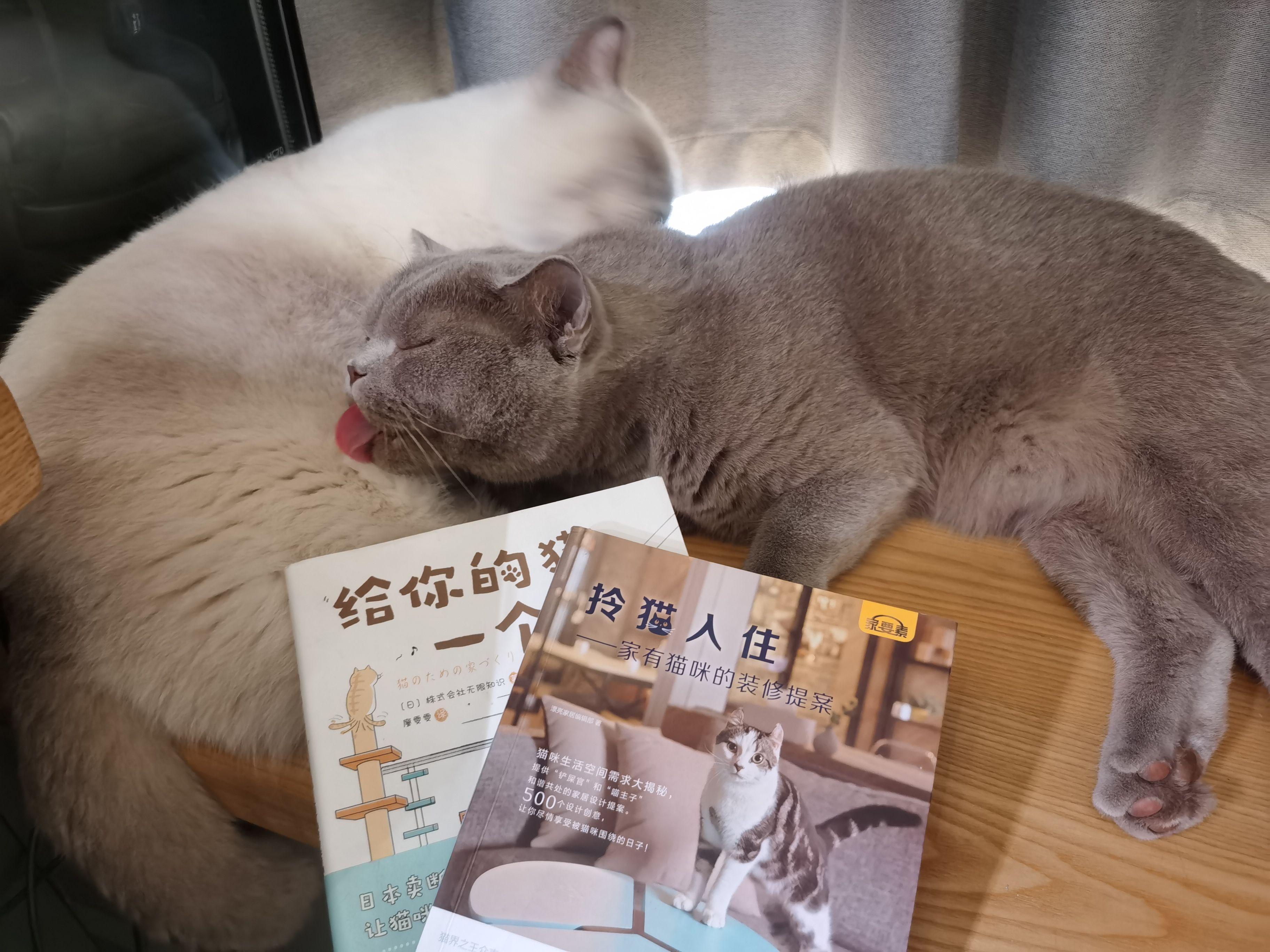 费时+费力+费钱=2人2猫的梦想屋，125平40万落地