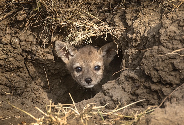 黑背豺幼崽小黑背豺对母亲的依赖程度很大,即便是长出尖牙之后,仍然不
