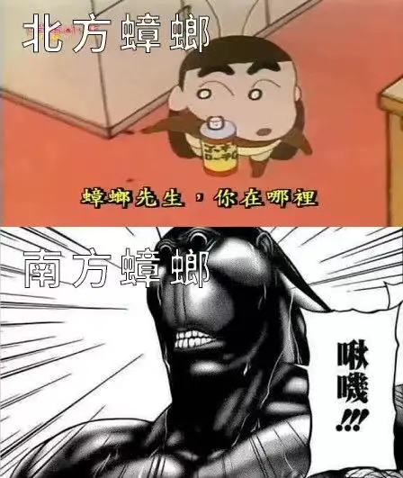蟑螂爬进耳朵，小伙半夜从剧痛中醒来：“我以为南方的蟑螂体格健壮爬不进耳道呢”
