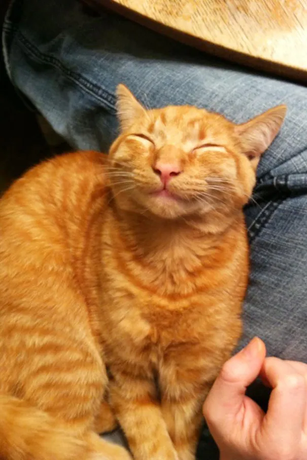 一组猫咪微笑的温暖图片:看完后心情都愉悦了