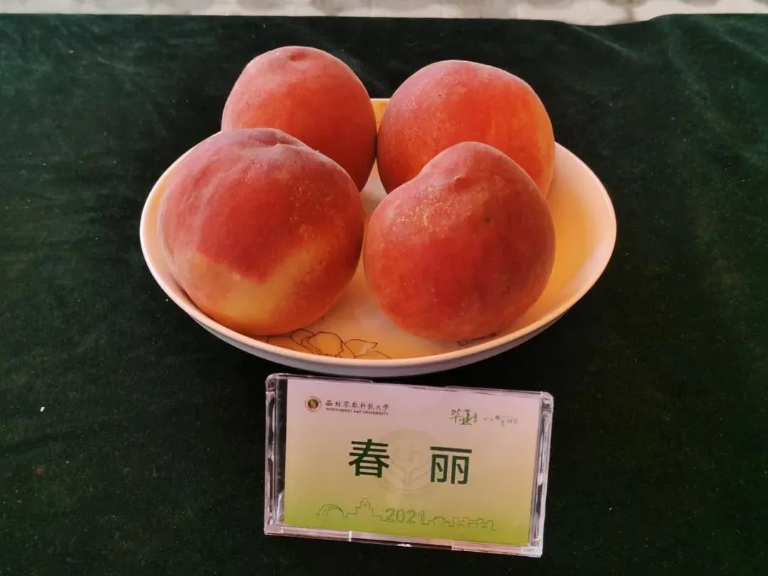 “西北不愁吃喝大学”，又来了