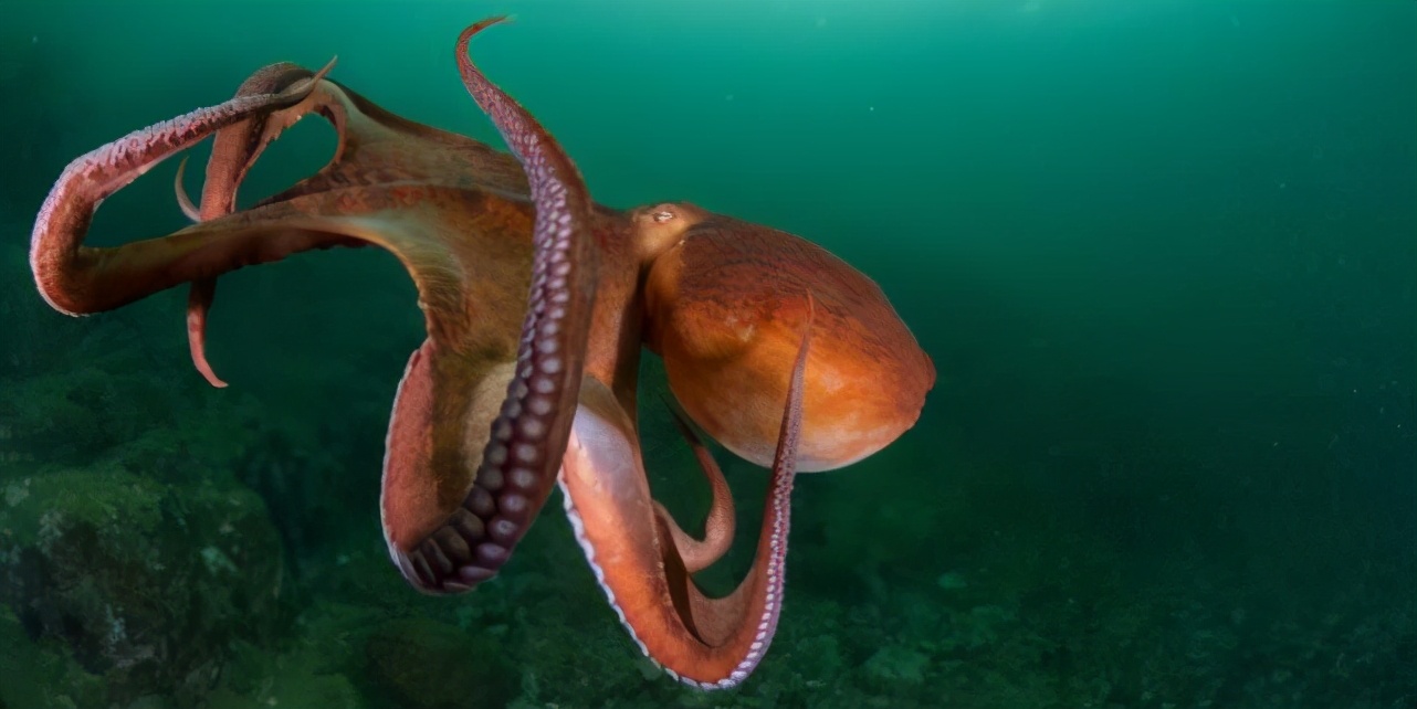 复仇八爪鱼(形似外星人的章鱼有多聪明?