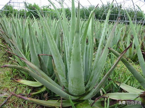 种植致富项目什么可以赚钱，未来10大暴利种植项目？