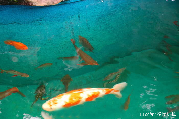 龙鱼和锦鲤混养是什么感觉？这池子里混养生物不下三十种……