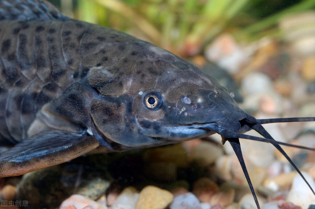 入侵40年的埃及塘鲺,繁殖力变态,珠江,长江失守,黄河也遭殃?