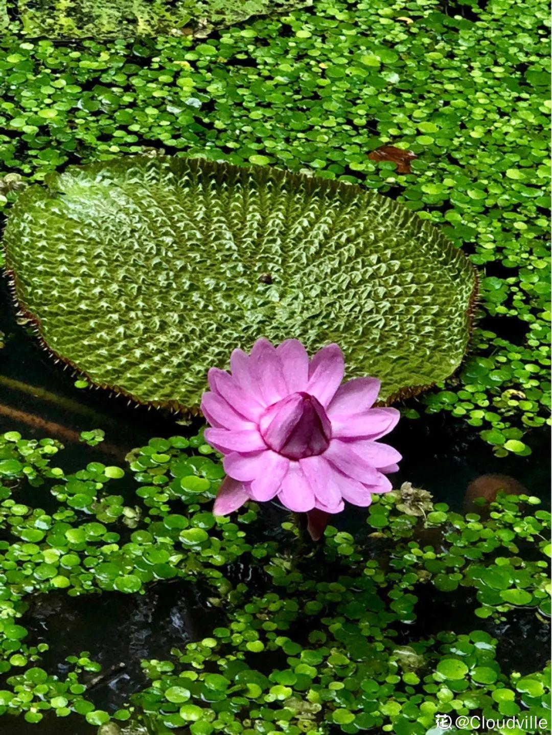 10种花太能喝水,一天一瓢水,7天爆满缸