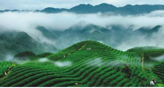 绿茶百科，庐山云雾茶的介绍