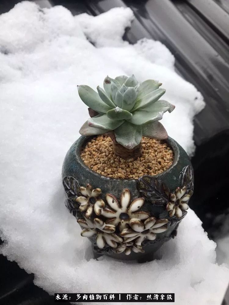 雪融花:雪中赏多肉,瑞雪兆丰年!