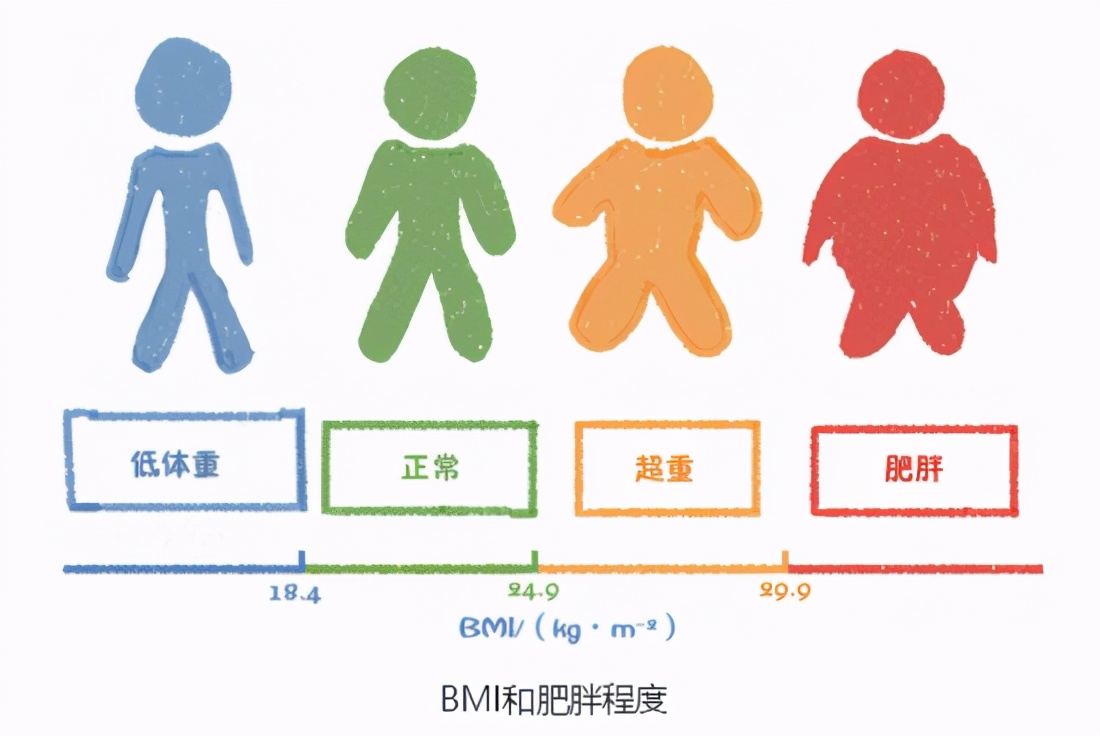 了解自己的身体：体质指数和身体成分