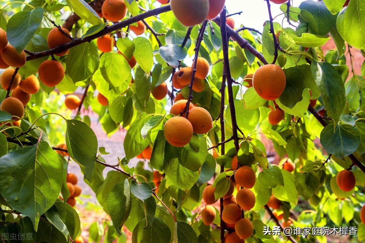 宁可食无肉，不可居无竹。古诗词里的竹子，韵味悠长、翰墨飘香