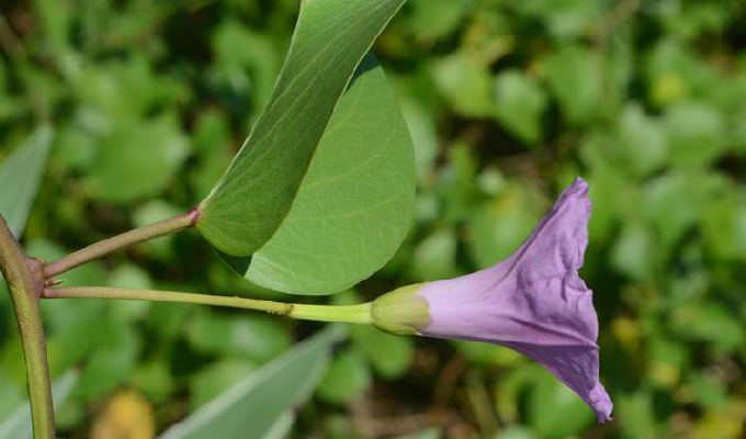 中药材马鞍藤根
