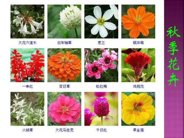 各种花的名字带图片图片