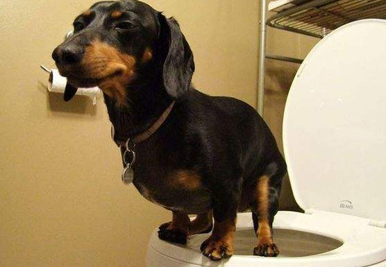 狗狗便血有这5种原因！了解清楚才能对症治疗