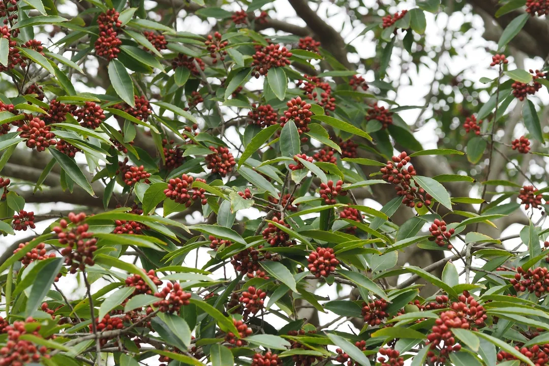 毛冬青茶叶多少钱一两(谁曾想爷爷奶奶泡的茶)