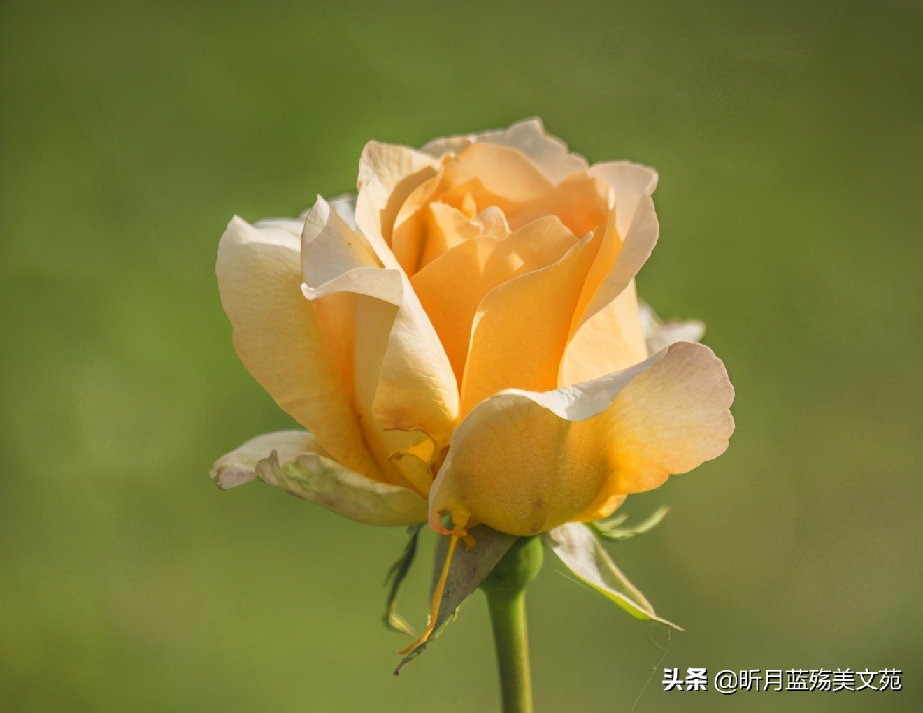 爱你入心，方知此刻最珍贵
