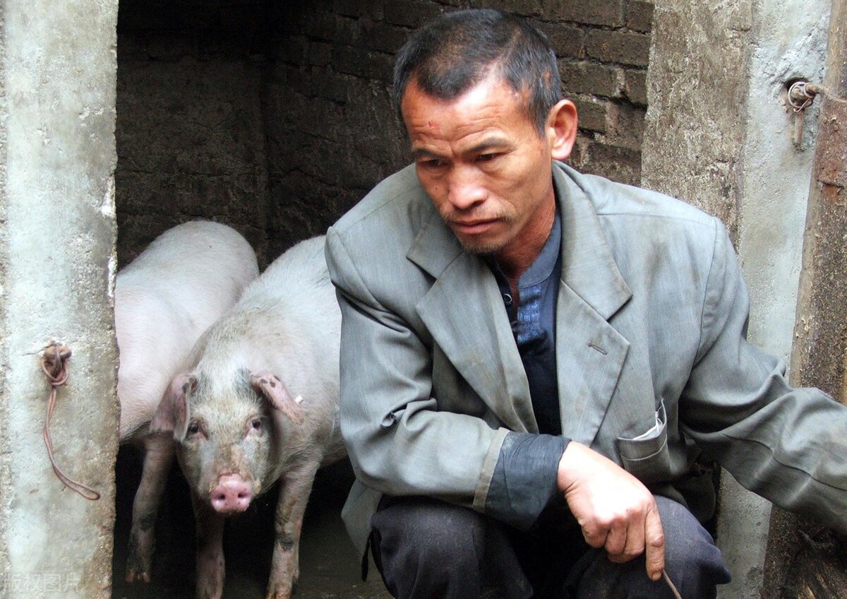 今日北京的猪价是多少，北京今日猪价多少钱