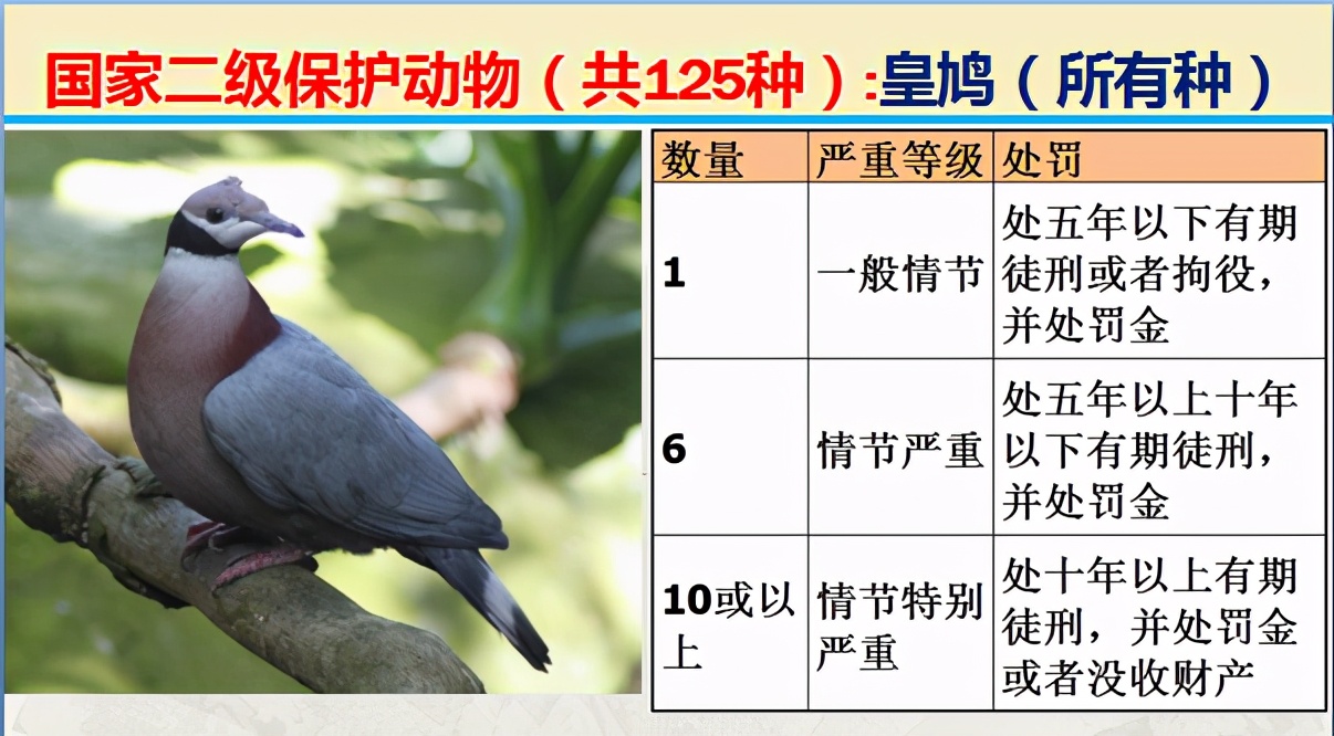 二级保护动物（国家最新125类二级野生保护名录）