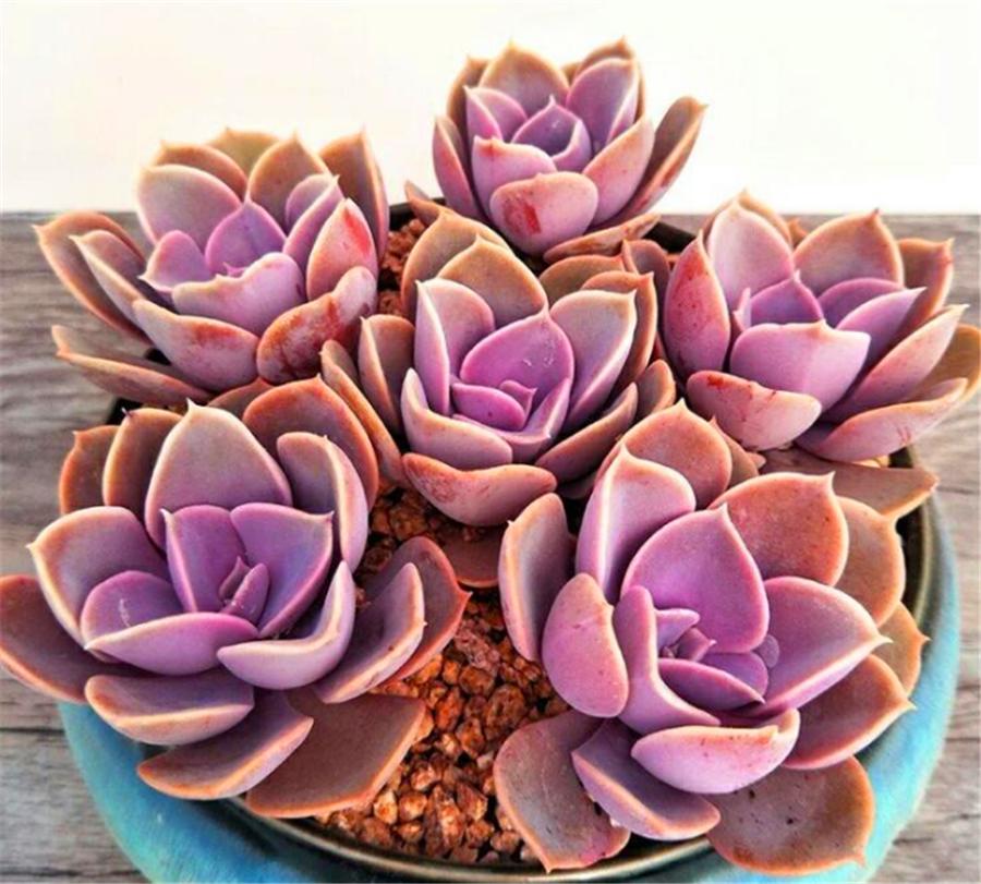 多肉紫珍珠不但容易养成老桩,学会3妙招,还能饱满肥厚粉紫高贵