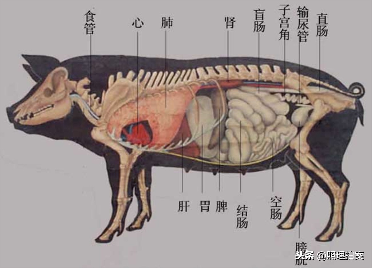 美国猪农把不吃的猪头猪蹄，卖给中国发财，为啥今年中国人不买了