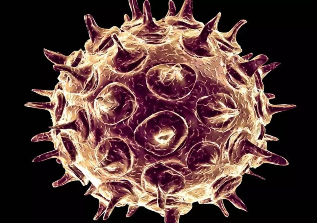 恒河猴肆虐美国佛州,最担心的问题或在发生,因约25%的猴有病毒