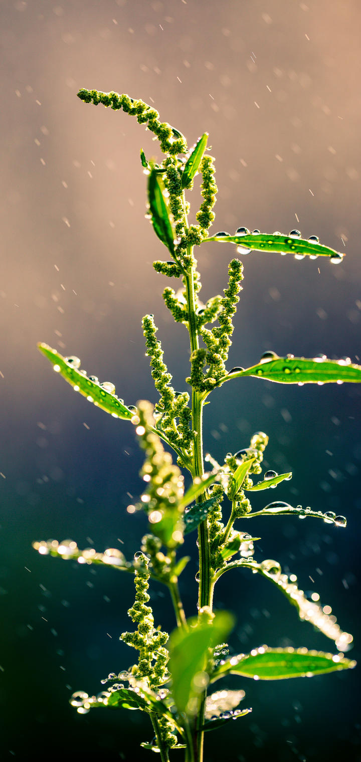 微信护眼聊天背景图片(手机壁纸背景图片) - 赤虎壹号