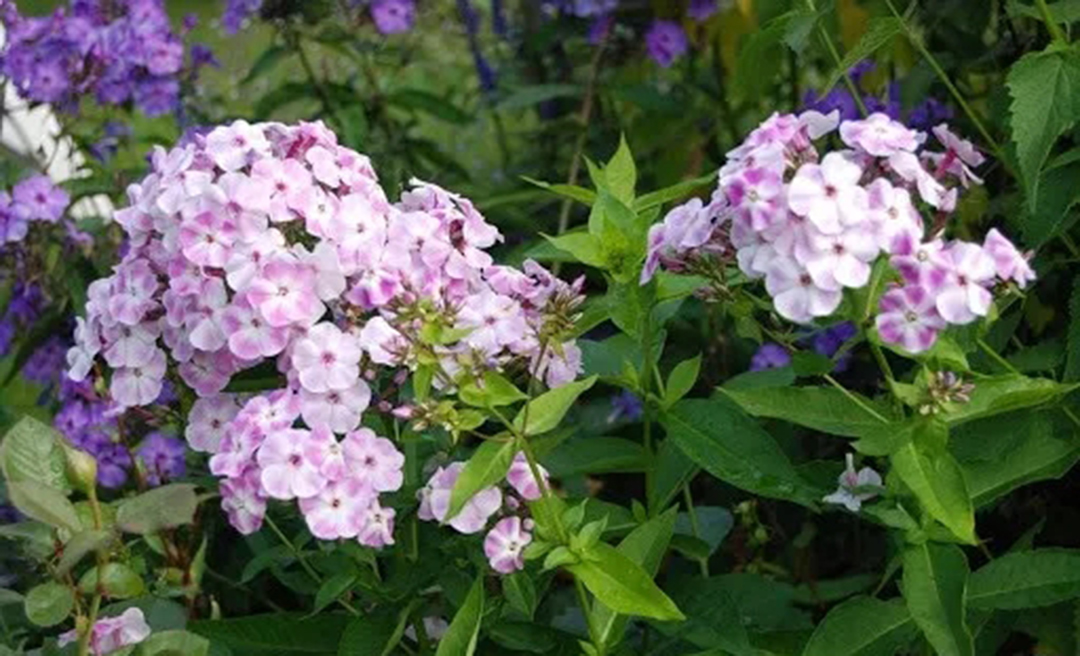 宿根福禄考花期什么时候（夏季里最佳的观花植物）
