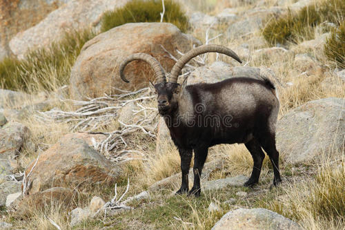 比利斯山羊百度百科(比利牛斯山羊用两次灭绝警告人类,拯救物种比消灭