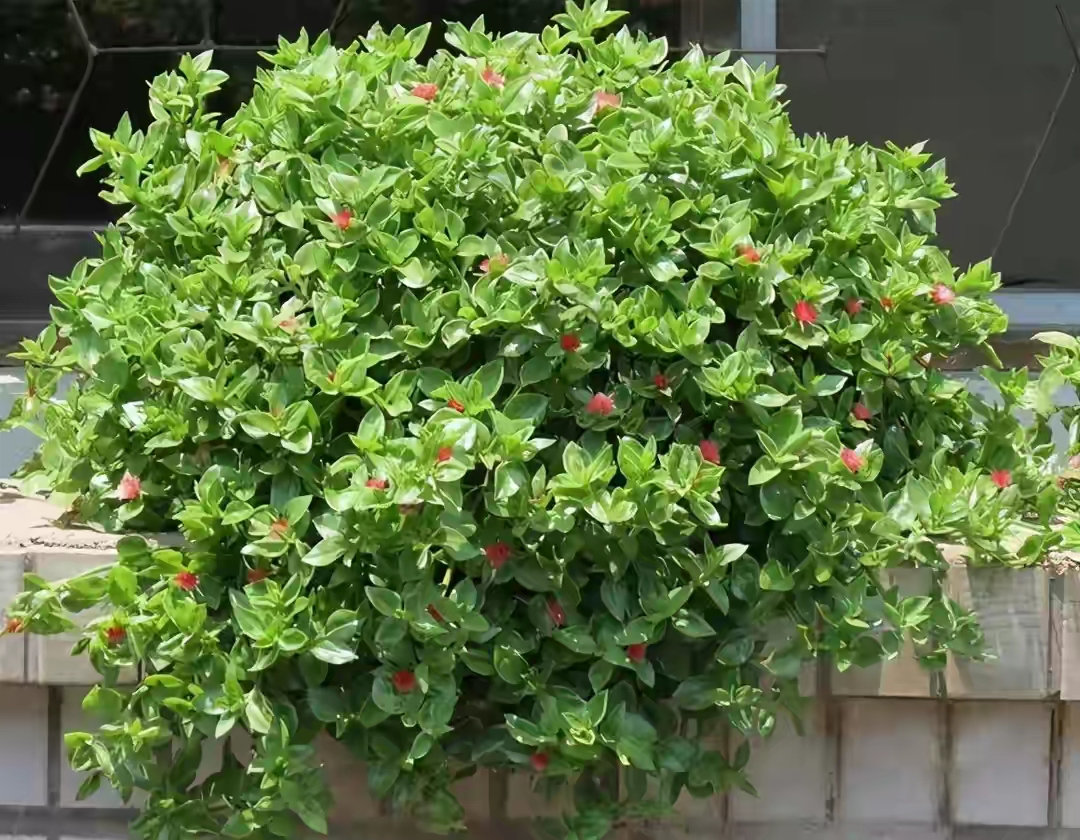 草花品種圖片大全(人養花三年) - 赤虎壹號