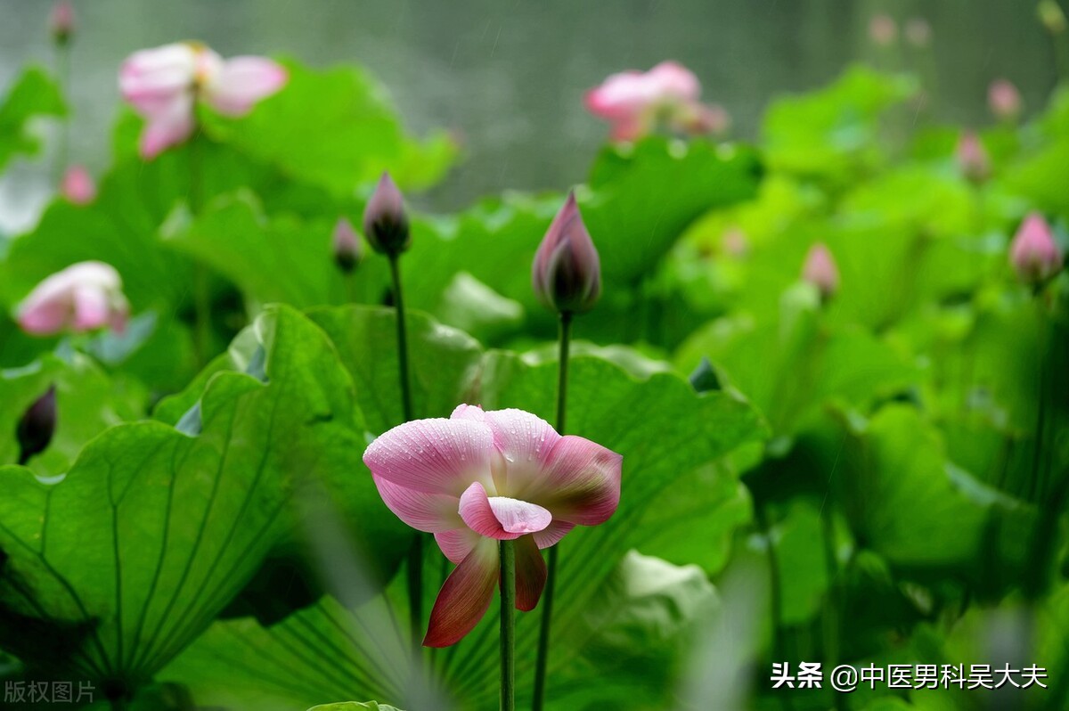 睡眠质量差，肝经郁滞，肝胆湿热型肾虚ED，中医该如何恢复？
