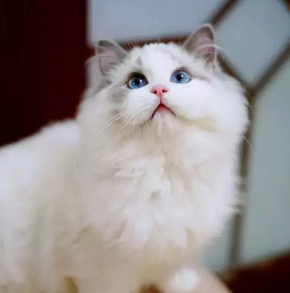 养布偶猫要面对的这些难题，你准备好了吗？