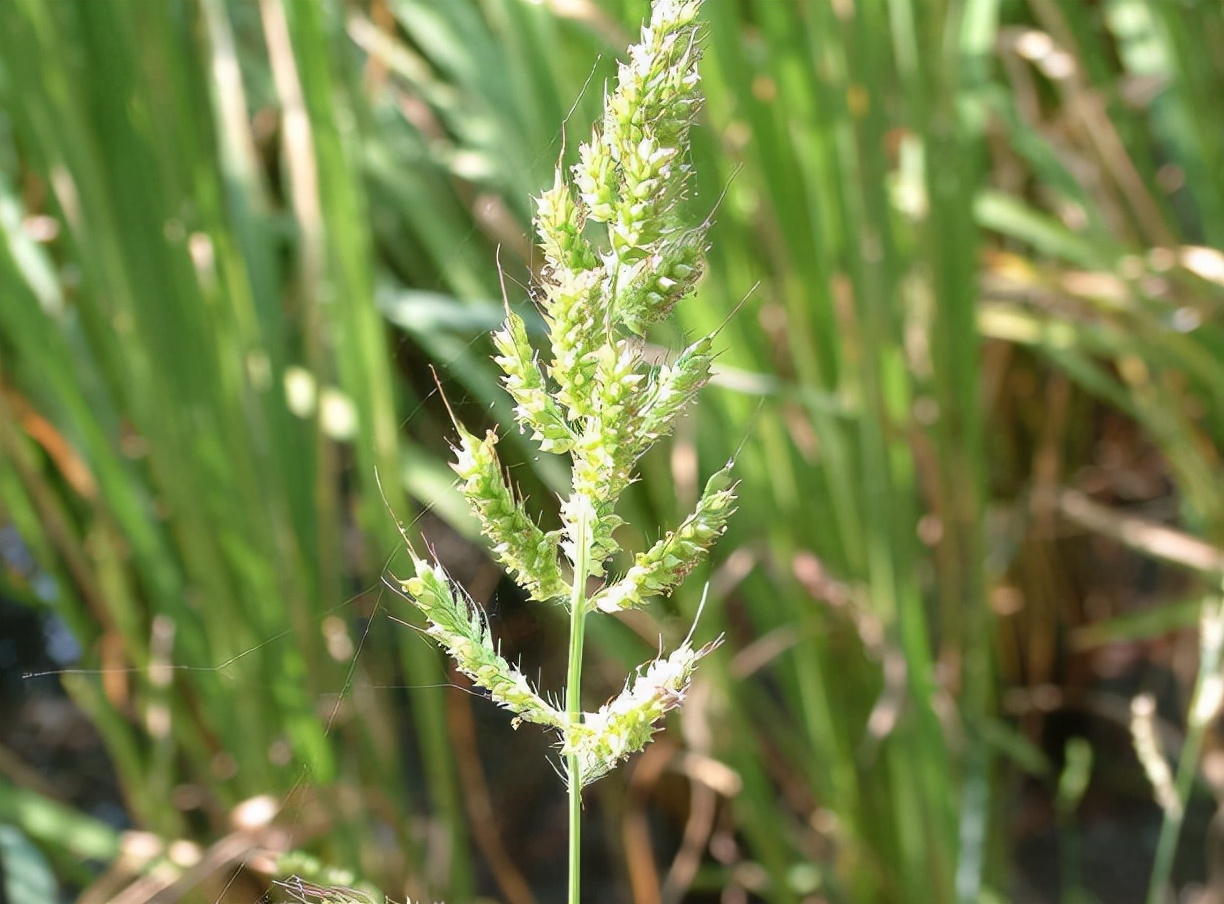 稗草:农田的恶性害草,像极了水稻,20年前当粮食吃,酿酒是极品