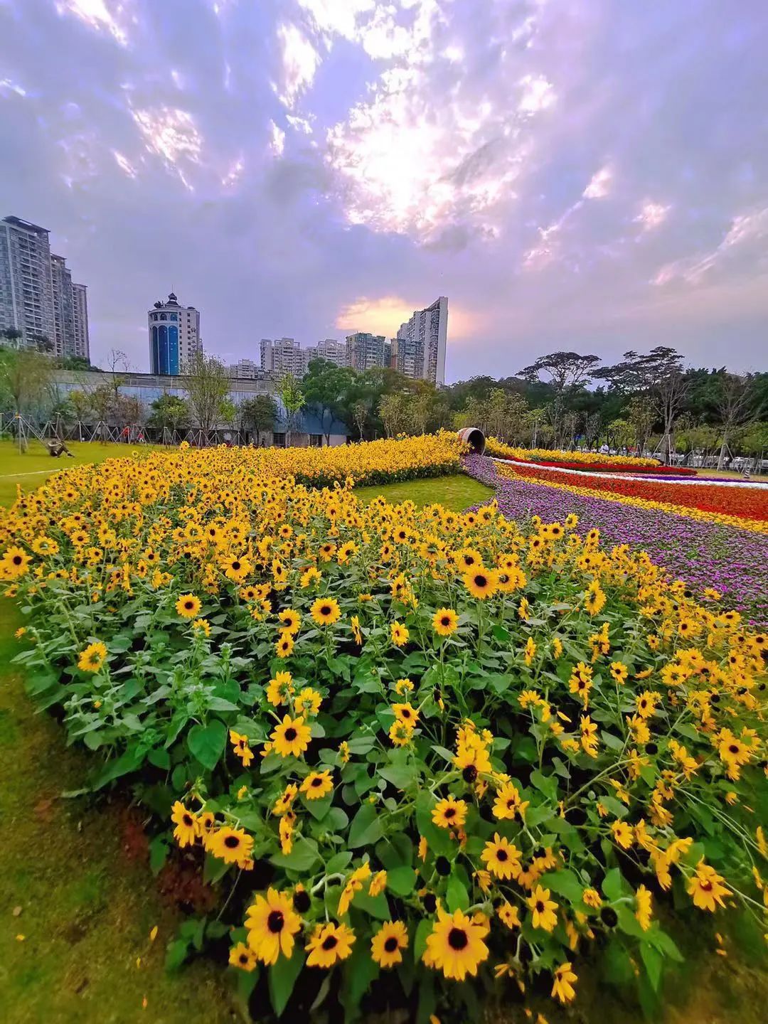 天河|天河公园,一道晃眼的金光闪出