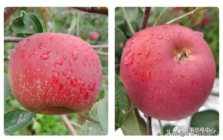 蘋果的產地,蘋果的產地主要在哪里