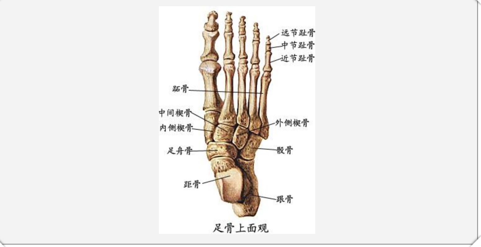 脚趾动一动，健康久又久，你知道怎么动自己的脚趾吗？